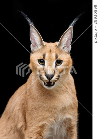 Beautiful caracal lynx over black background 29930899