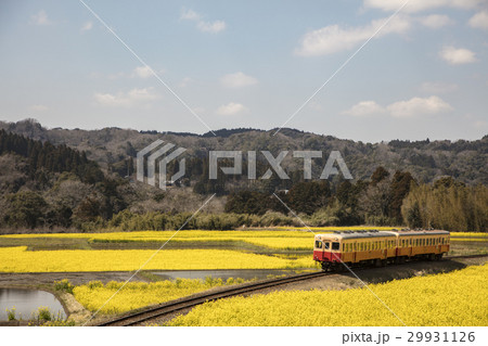 小湊鉄道と菜の花畑 29931126