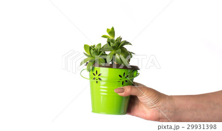 Female hand holding a houseleek plant 29931398