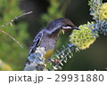 オーストラリアの野鳥 29931880