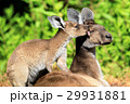 カンガルーの親子 29931881