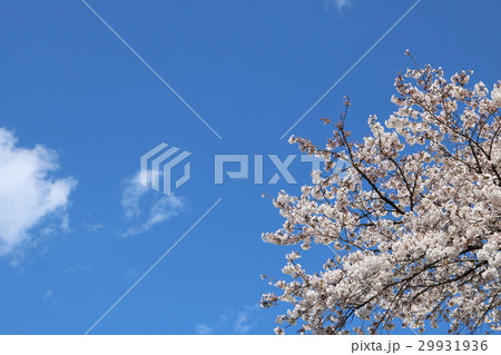 桜と青空 29931936