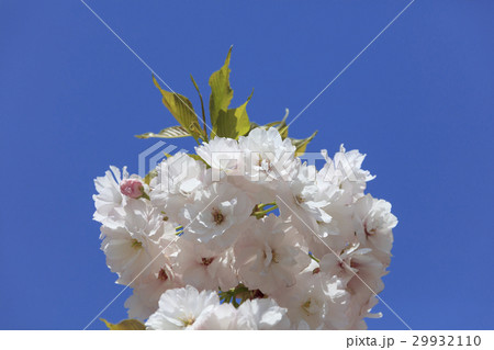 満開の八重桜 - 普賢象 - 29932110