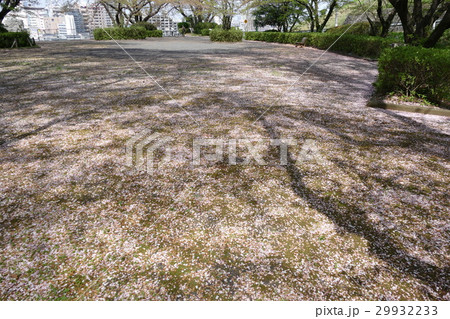 桜絨毯 桜絨毯 29932233