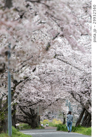 奈良県広陵町の桜並木 奈良県広陵町の桜並木 29932560