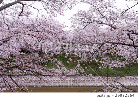 奈良県広陵町の桜並木 29932564