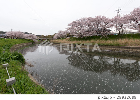 高田千本桜 29932689