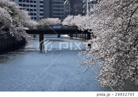 大岡川の桜 大岡川の桜 29932705