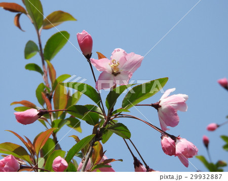 ハナカイドウ ハナカイドウ 29932887