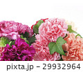 母の日カーネーション 29932964