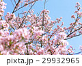 晴天のサクラの花 29932965