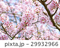 晴天のサクラの花 29932966