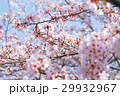晴天のサクラの花 29932967