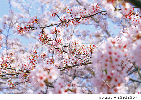 晴天のサクラの花 29932967