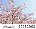 晴天のサクラの花 29932968