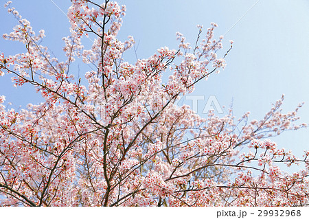 晴天のサクラの花 29932968