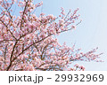 晴天のサクラの花 29932969