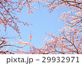 晴天のサクラの花 29932971
