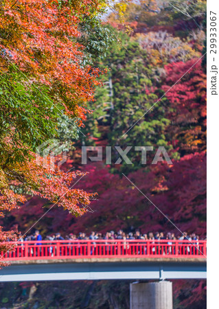 香嵐渓の紅葉 29933067