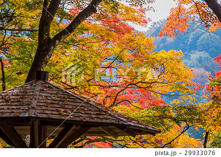 香嵐渓の紅葉 29933076