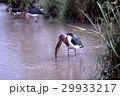 沼で魚を狩りするハゲコウ 29933217