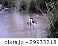 沼で魚を狩りするハゲコウ 29933218