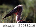 ハゲコウの顔アップ 29933219