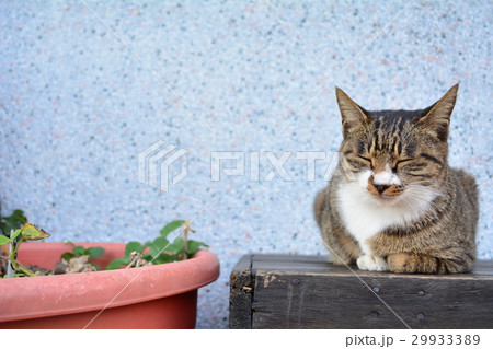 台湾での猫 29933389