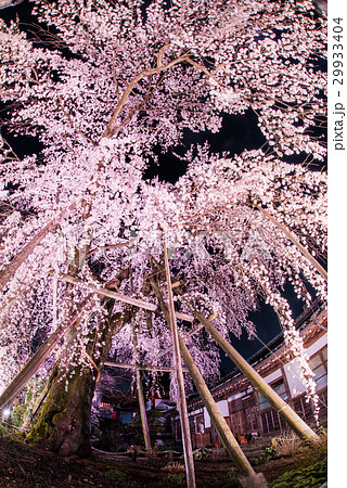 八王子市　大光寺のしだれ桜　ライトアップ 29933404