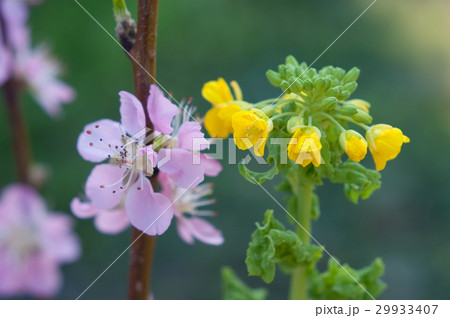 モモの花とナノハナ 29933407
