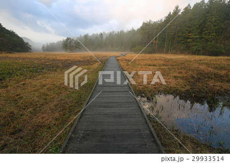 徳島県三好市　黒沢湿原 29933514