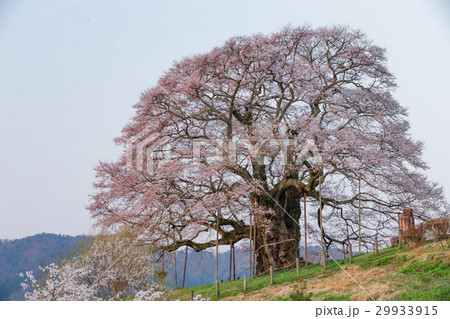 夜明けの醍醐桜（岡山県真庭市） 29933915