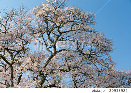 醍醐桜(岡山県真庭市) 醍醐桜(岡山県真庭市) 29933922