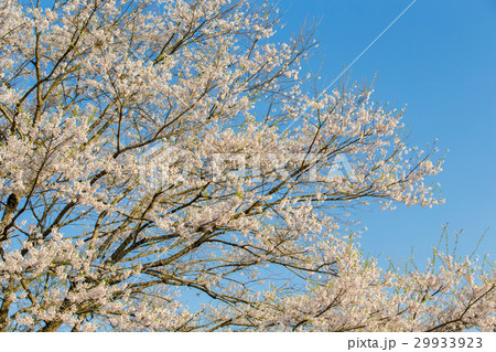 醍醐桜(岡山県真庭市) 醍醐桜(岡山県真庭市) 29933923
