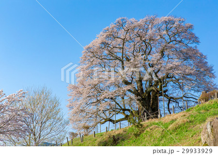 醍醐桜（岡山県真庭市） 29933929