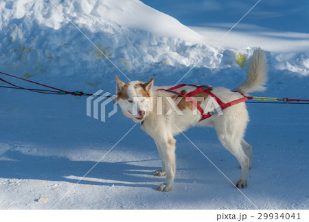 Dog sled in Alaska during winter Dog sled in Alaska during winter 29934041