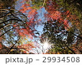 紅葉散策 29934508