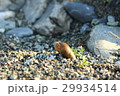 川岸の貝殻 29934514