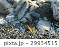 川岸の貝殻 29934515