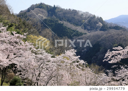 満開の三休公園 満開の三休公園 29934779
