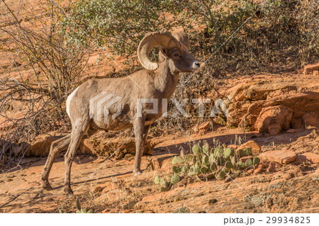 Desert Bighorn Sheep Ram 29934825