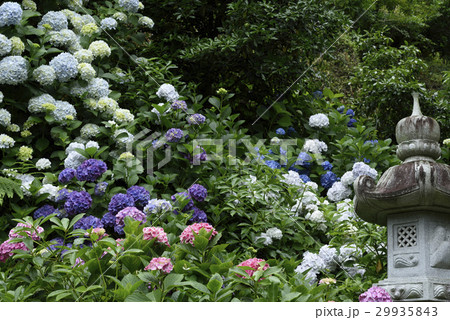 あじさいと灯ろう 29935843