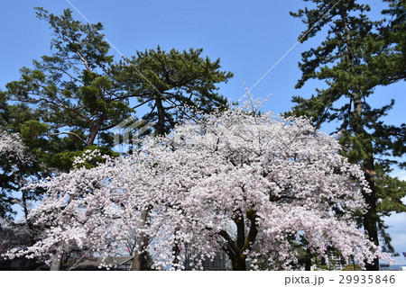 小田原城址公園 桜満開 小田原城址公園 桜満開 29935846