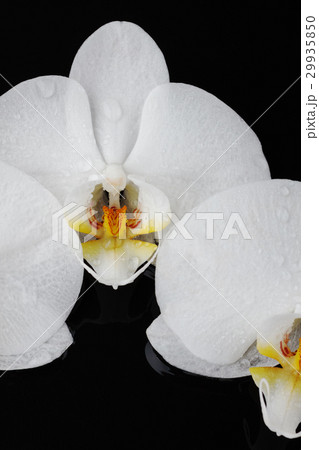 White orchid, phalaenopsis flowers on black White orchid, phalaenopsis flowers on black 29935850