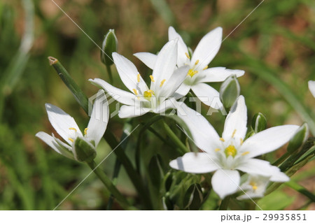 オオアマナ オオアマナ 29935851