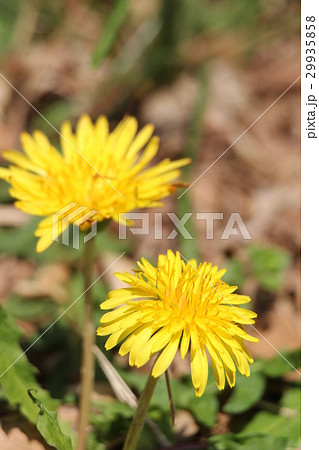 タンポポ 29935858