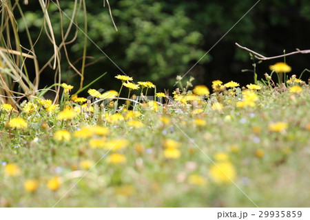 タンポポ 29935859