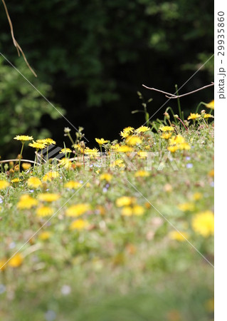 タンポポ 29935860