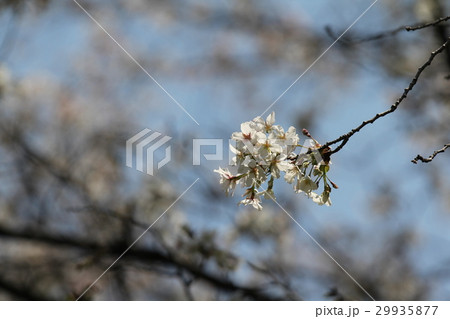 イヌザクラ イヌザクラ 29935877