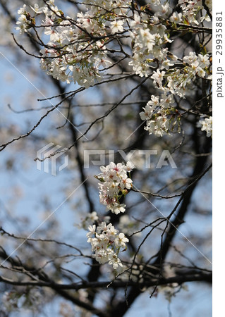 イヌザクラ 29935881